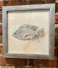 Fish - J. Pfeffer